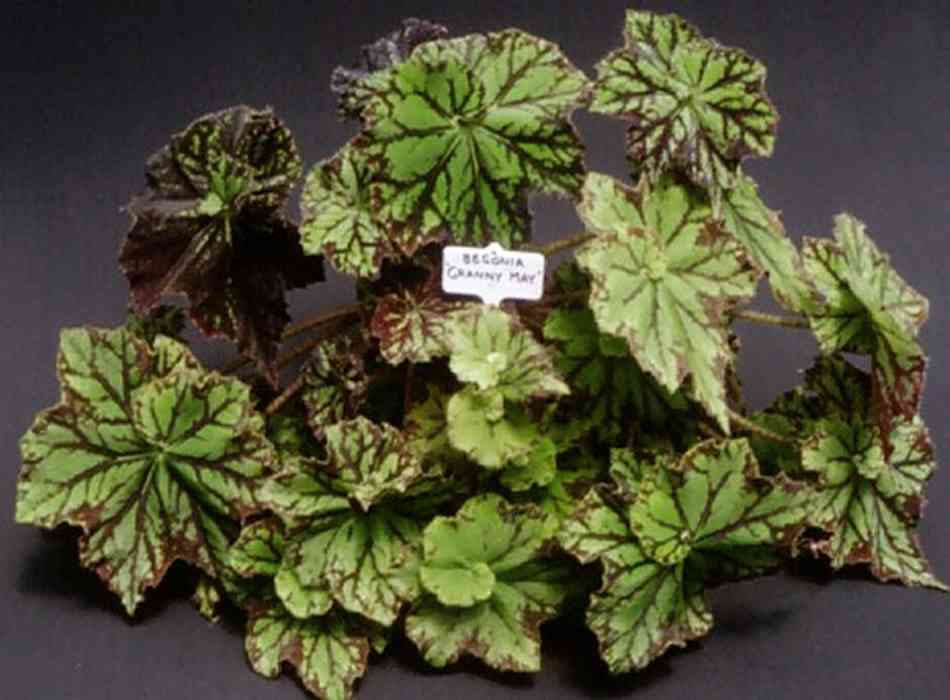 B. ‘Granny May’